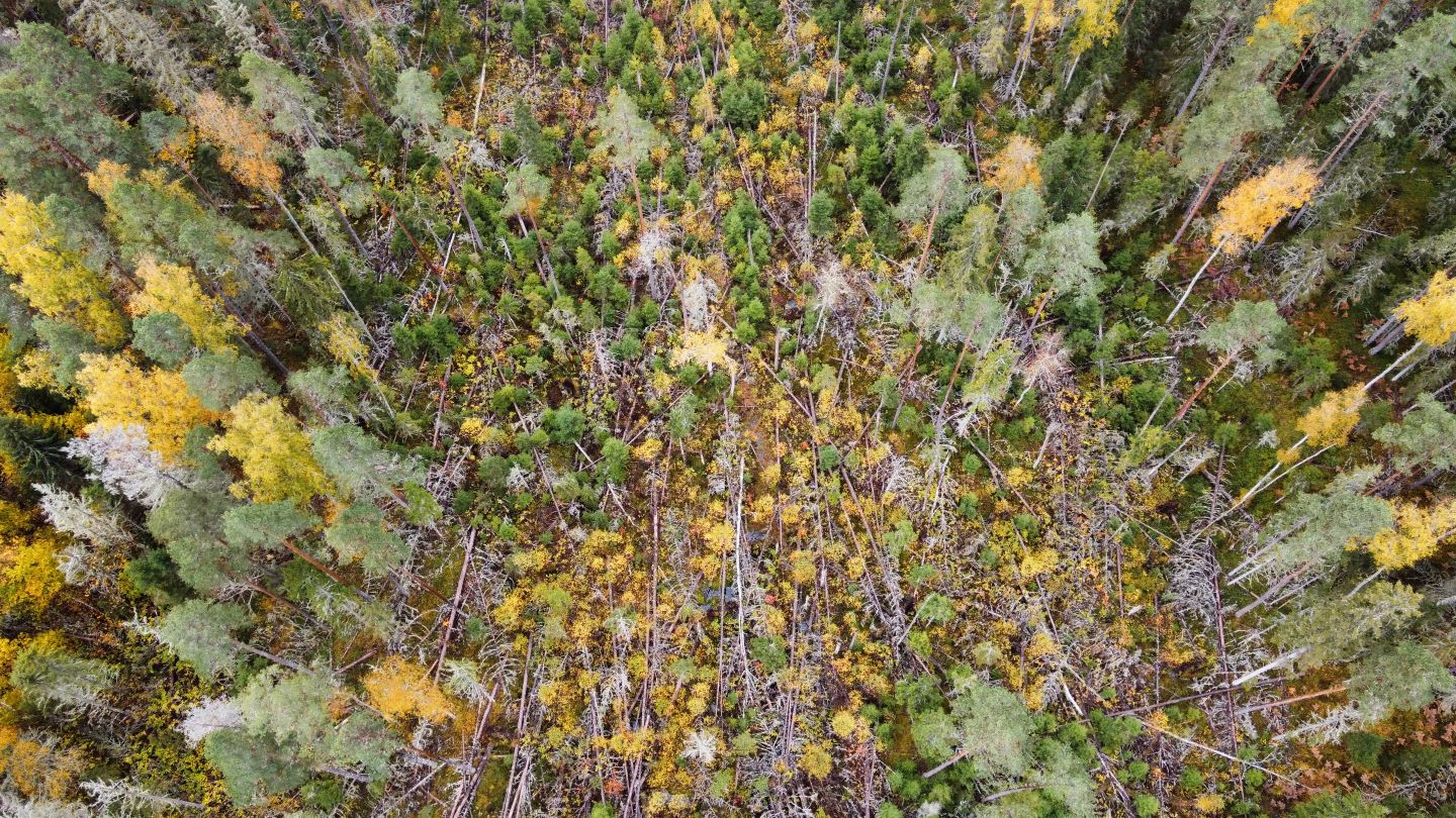 Forest renewal in the Karula storm area