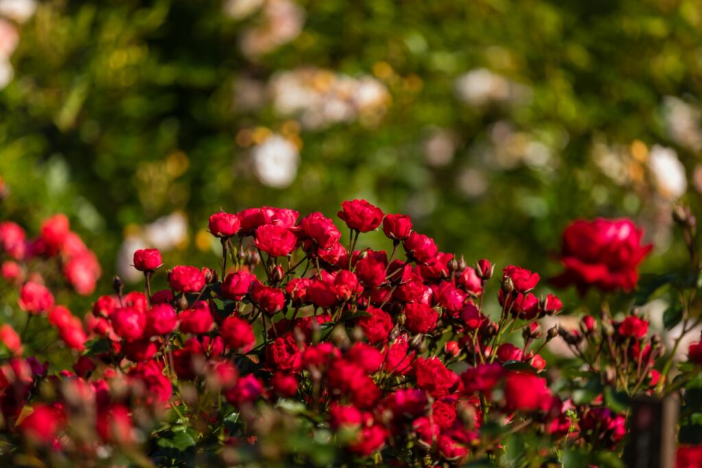 Red flowers