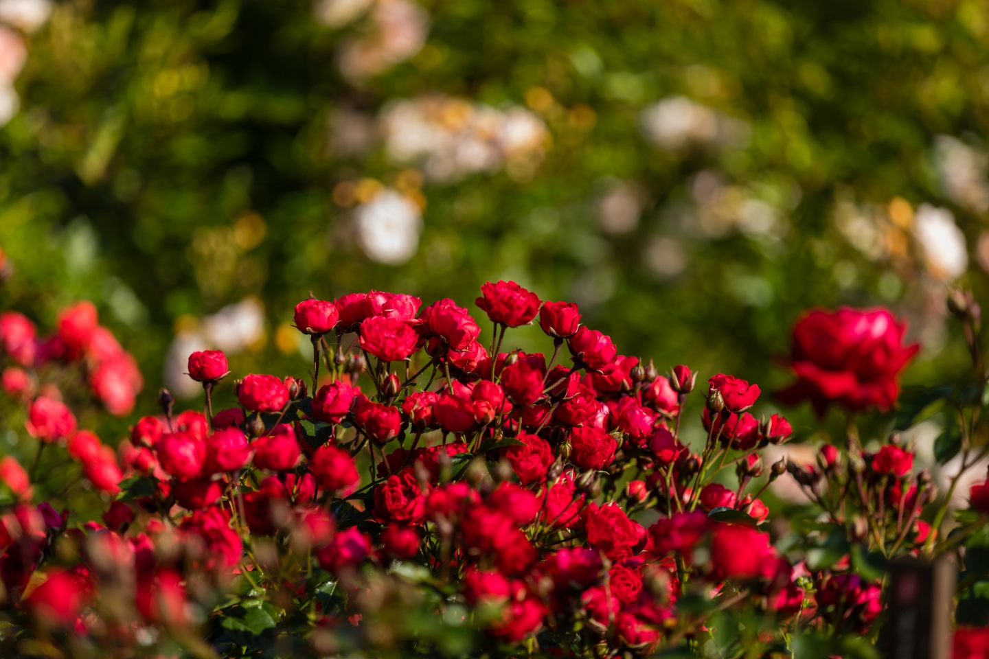 Red flowers