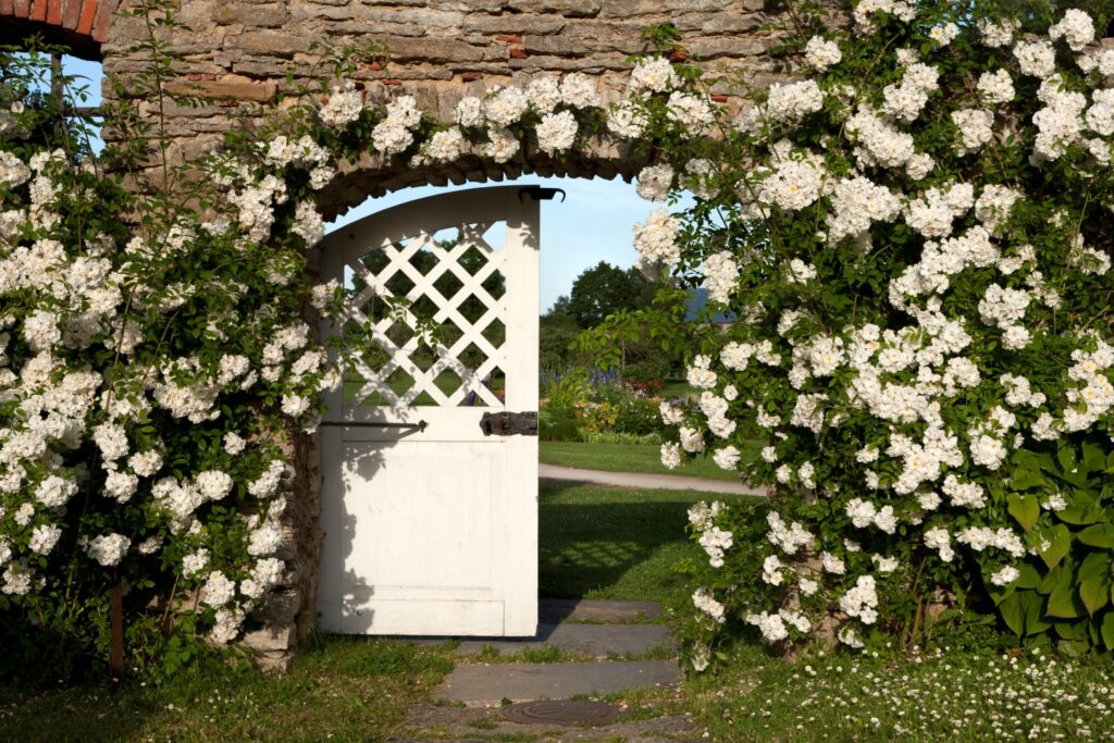 Flowers on the wall