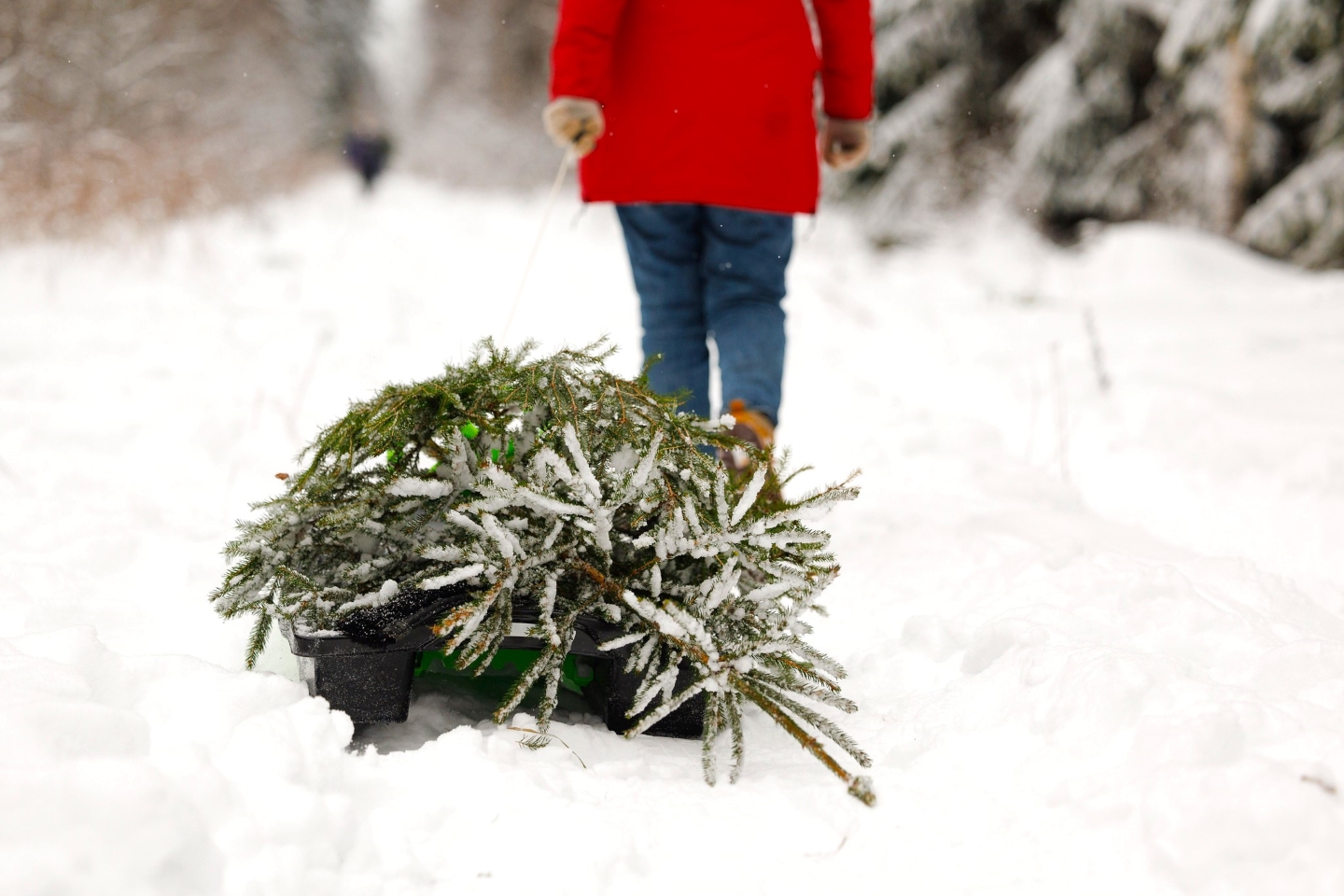 Jõulukuuse toomine riigimetsast