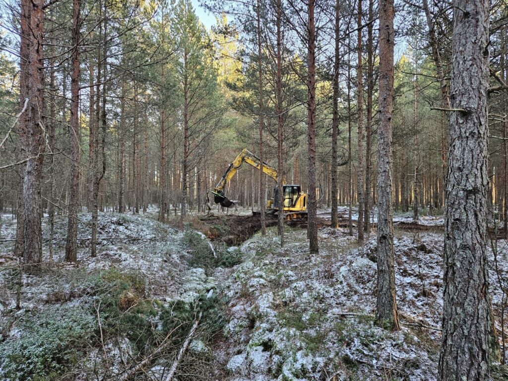 Pärnumaa, Saki metsise elupaiga taastamistööd detsembris 2024. Foto: Ants Animäg