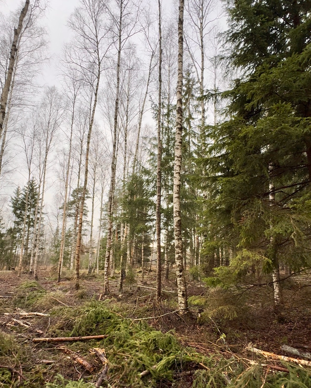 Säilikpuude grupp lageraielangil.