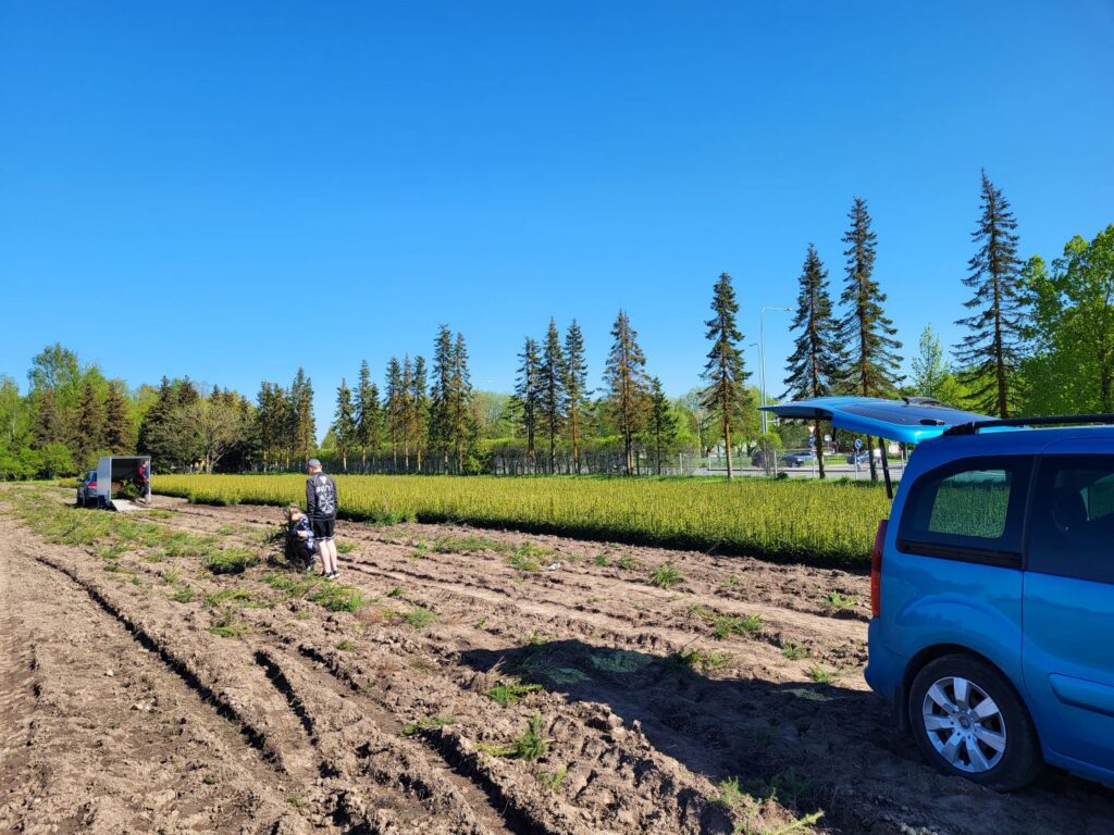 Tartu taimla kuusetaimed