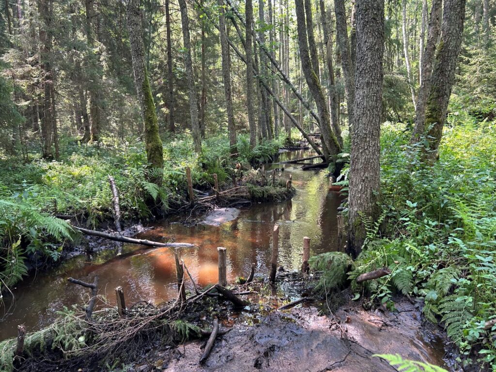 Pudisoo jõe sirgendatud lõigule ehitatud okstest vitspunutised, mis aitavad püüda peeneid jõesetteid ja kiirendavad looklevuse taastumist.