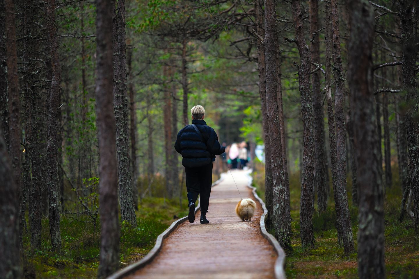 Koeraga jalutamas laudteel 