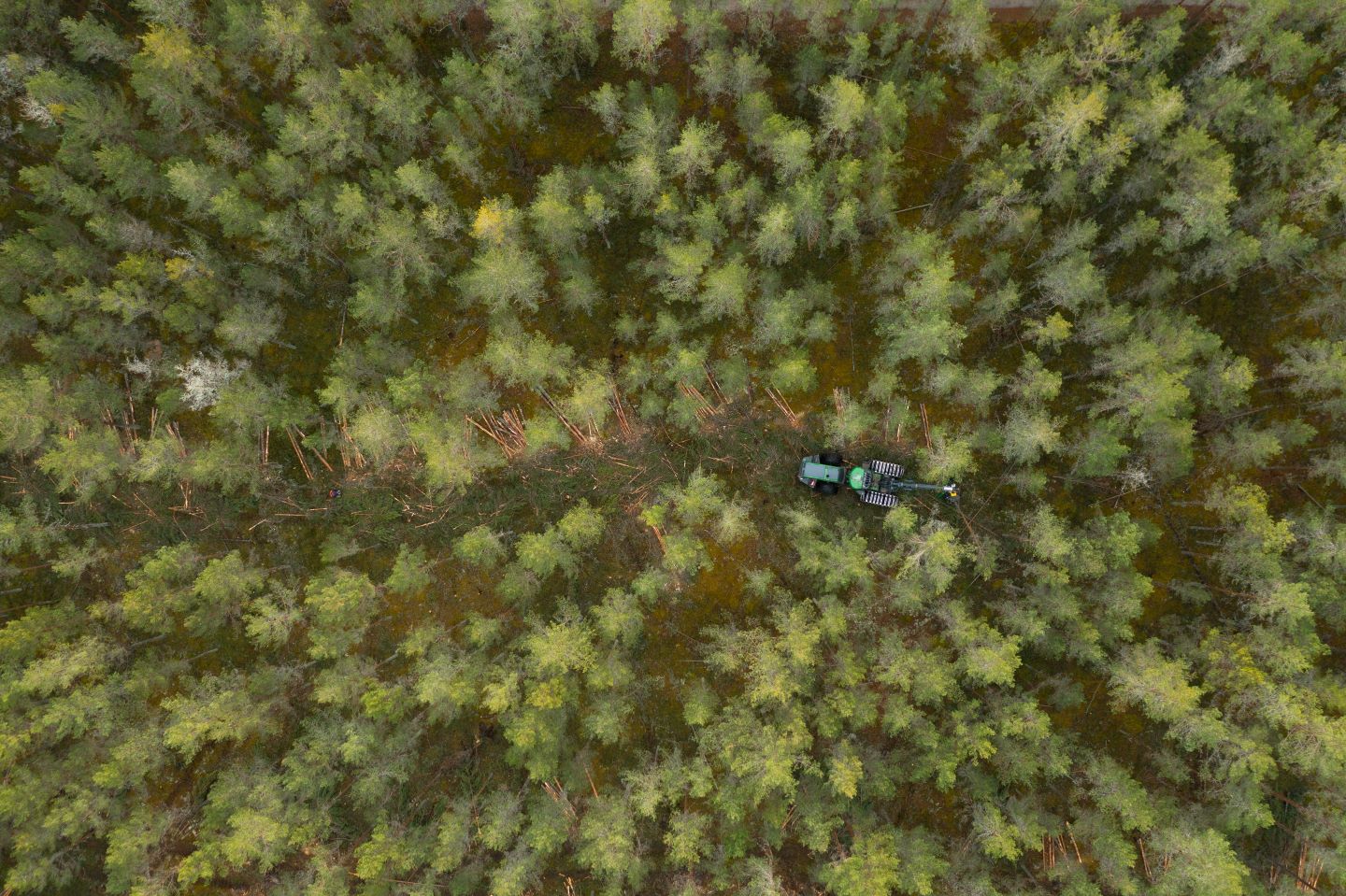 Uudise "Süsinikukrediitidelt tulu teenimiseks laekus RMK-le viis pakkumist " eelvaate pilt