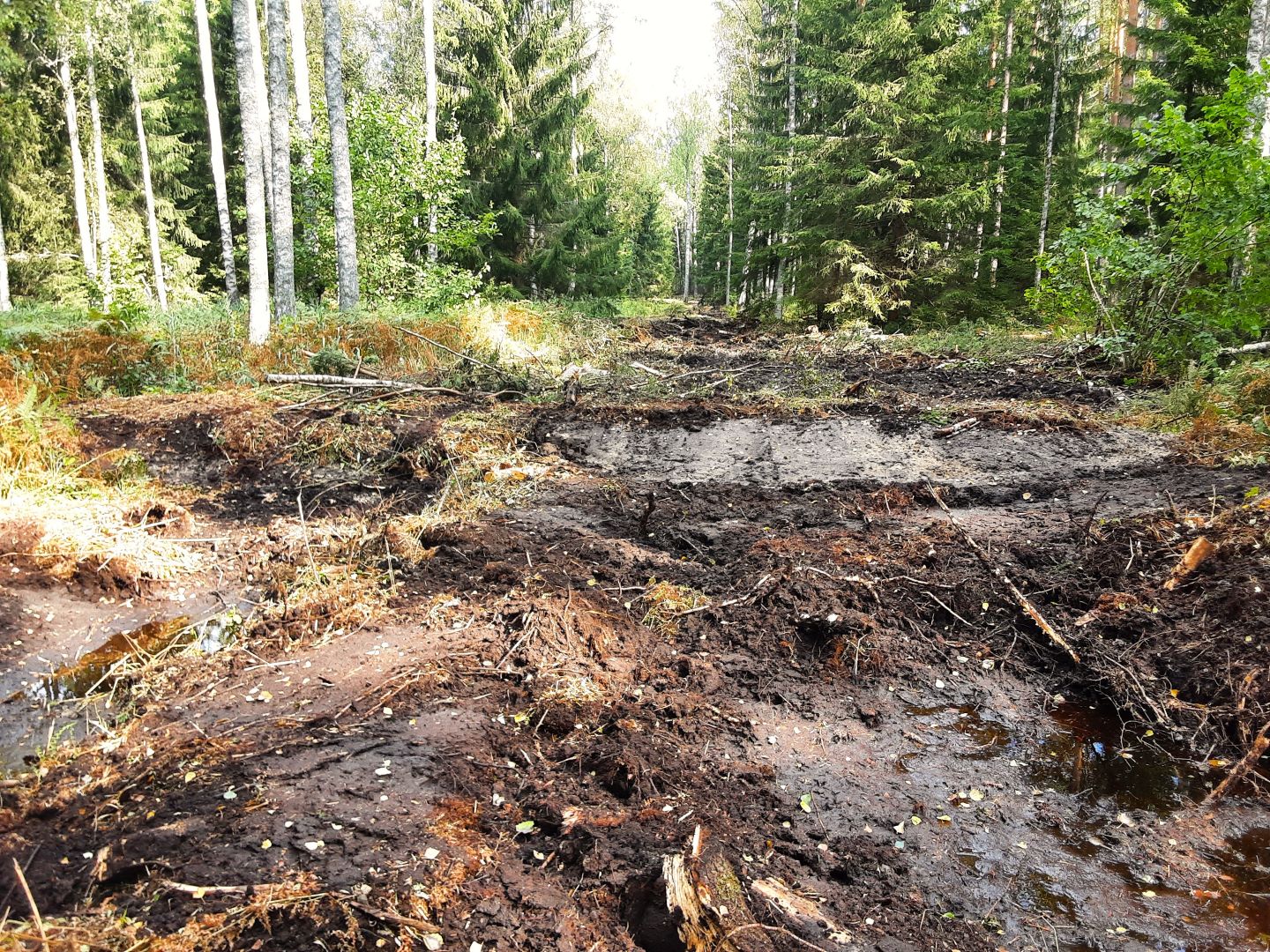 Punsu looduskaitsetööd