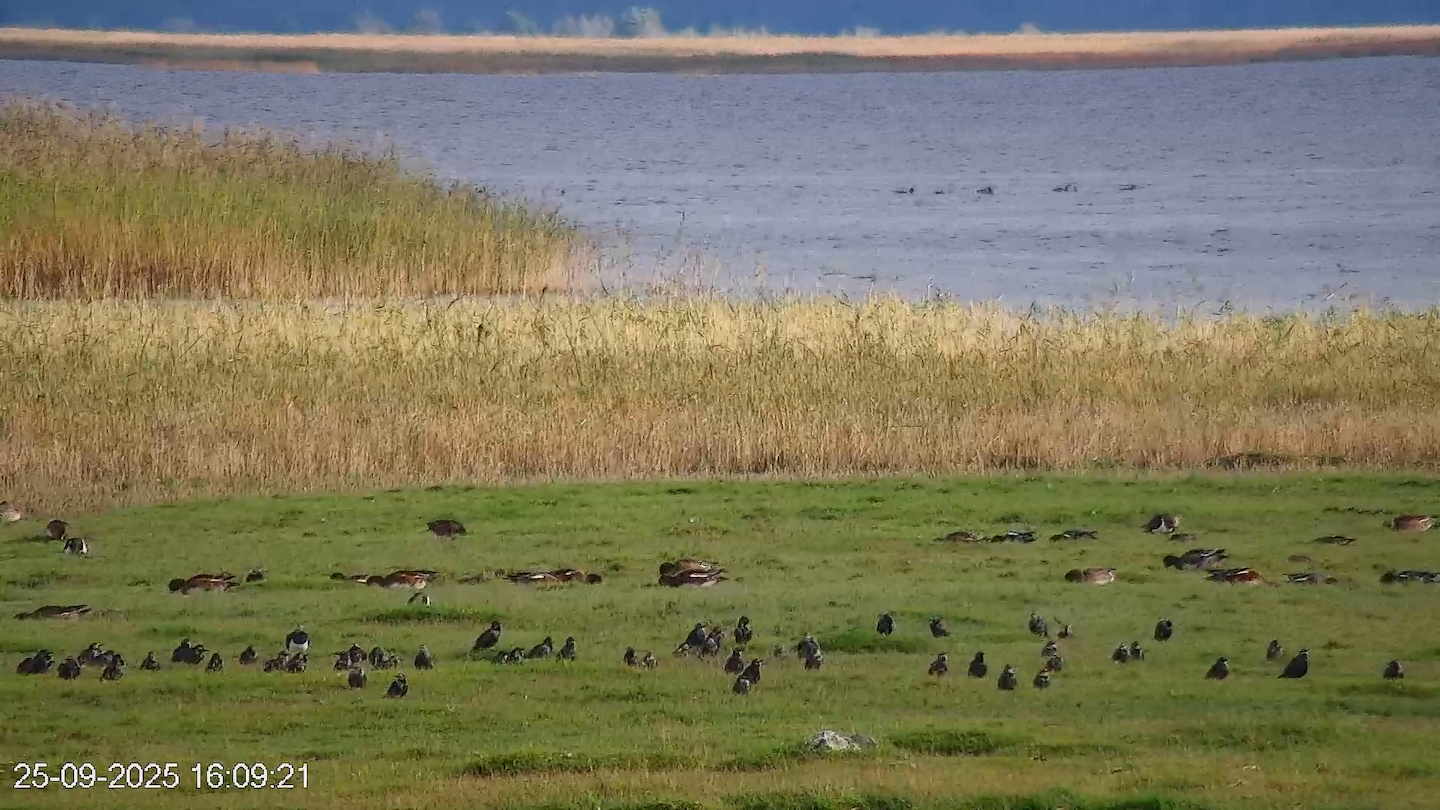 Kuldnokad ja viupardid