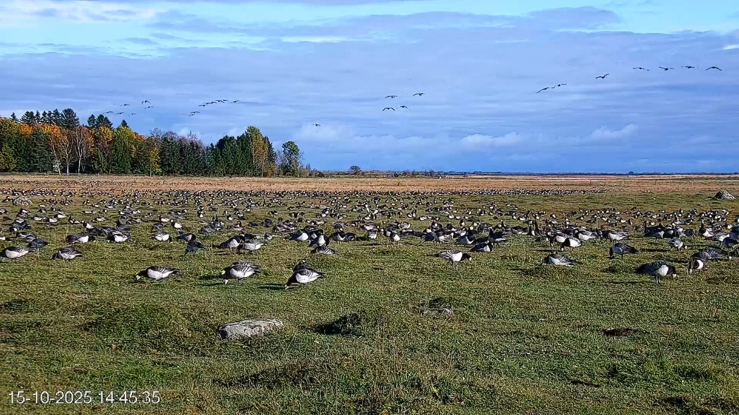 Rändekaamera Haeskas