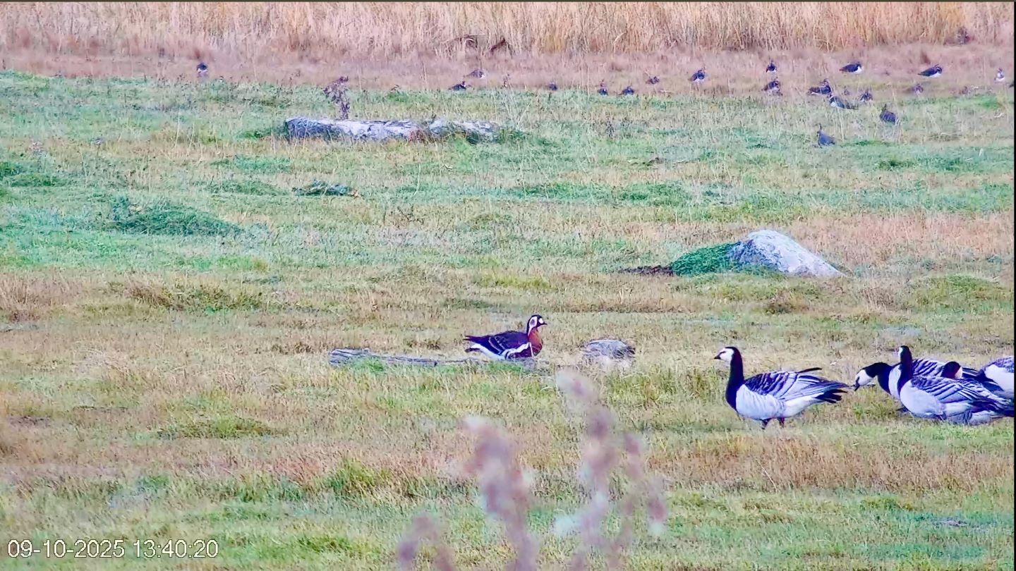 Punakael-lagle koos valgepõsk-laglede ja kiivitajatega rannaniidul
