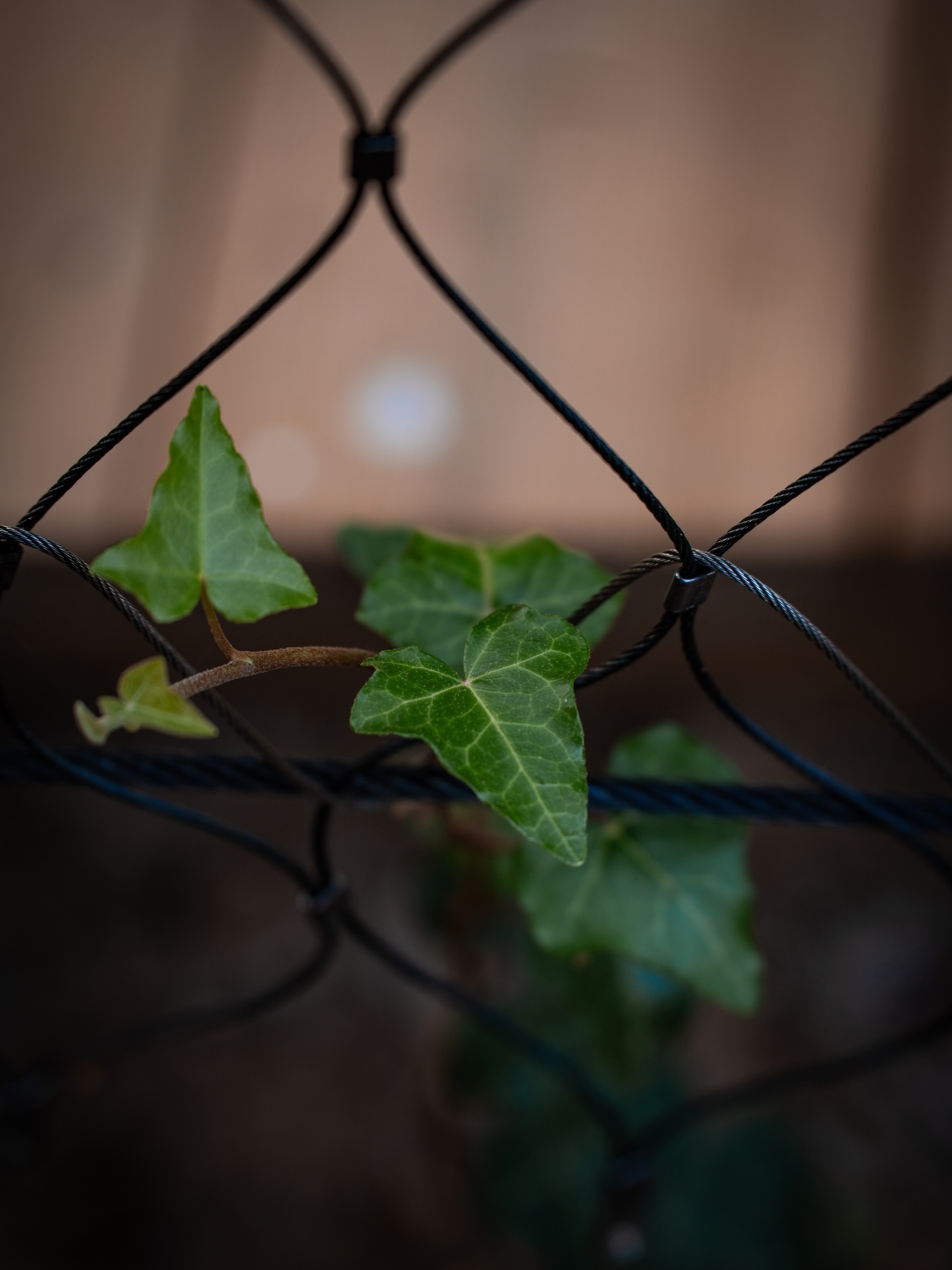 Viidumäe väliekspositsioon