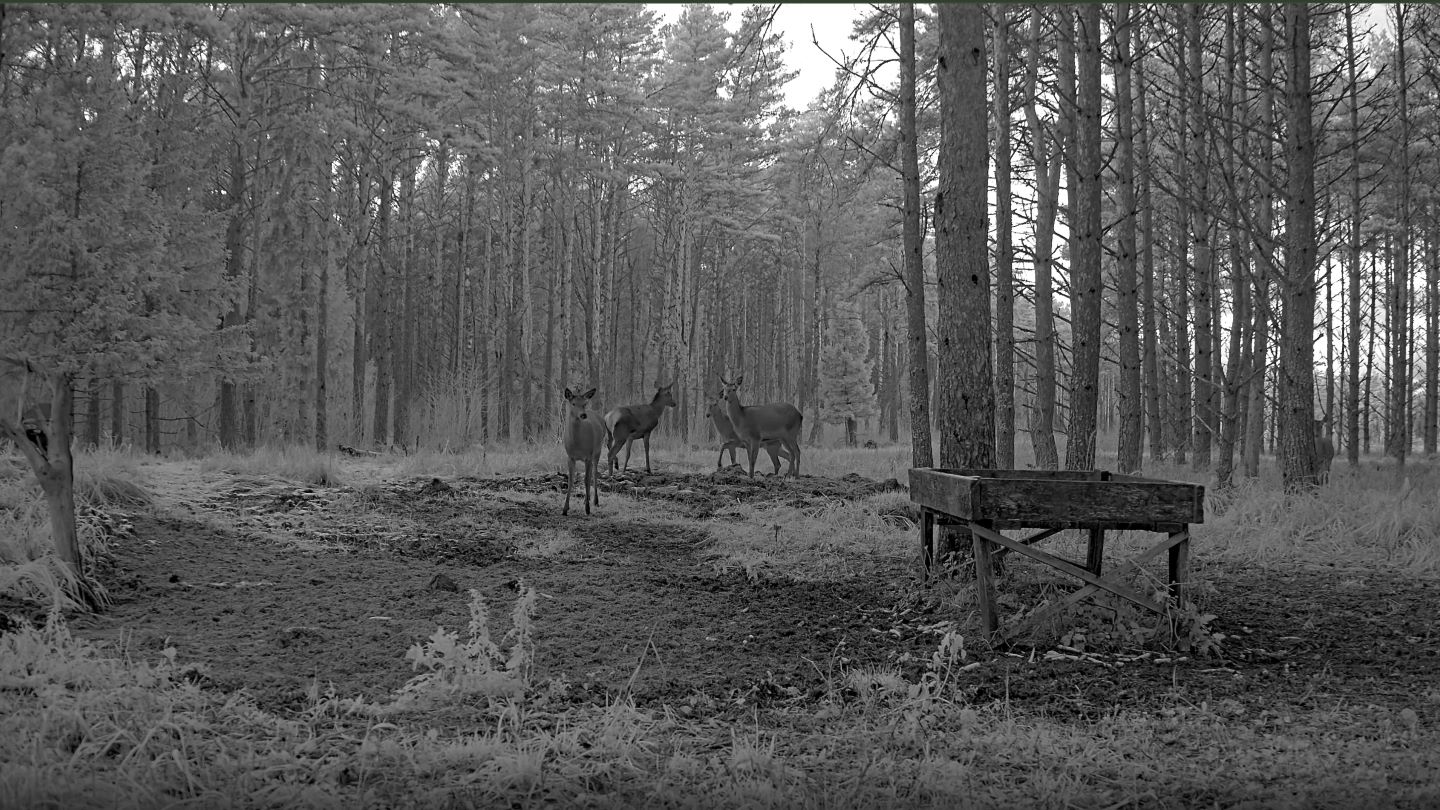 Seltskond hirvelehmi kaamera ees
