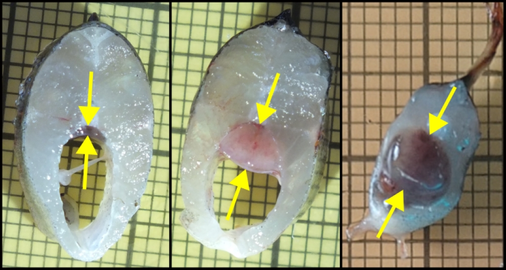 Normaalne neer, haige kala neer ja neer terves kõhuõõnes