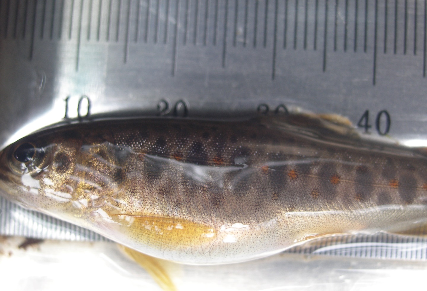 Raskete neeruhaiguse sümptomitega samasuvine forell