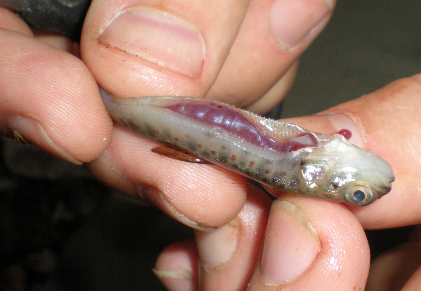 Suureneud neer kalal