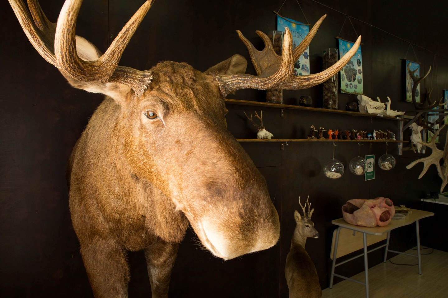 Elistvere Animal Park and Visitor Center