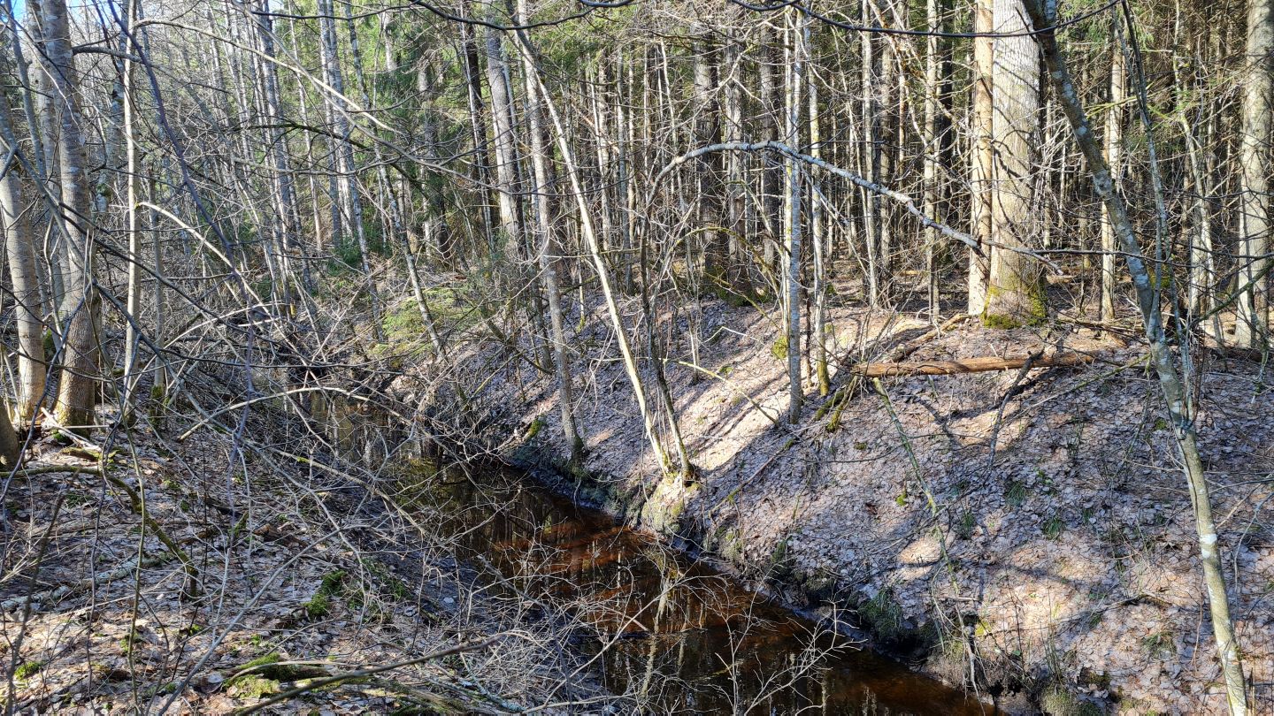 Uudise "Kikepera looduskaitseala veerežiimi taastamistööde korduma kippuvad küsimused" eelvaate pilt