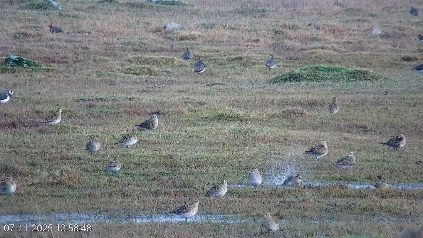 Plüü kümbleb vees