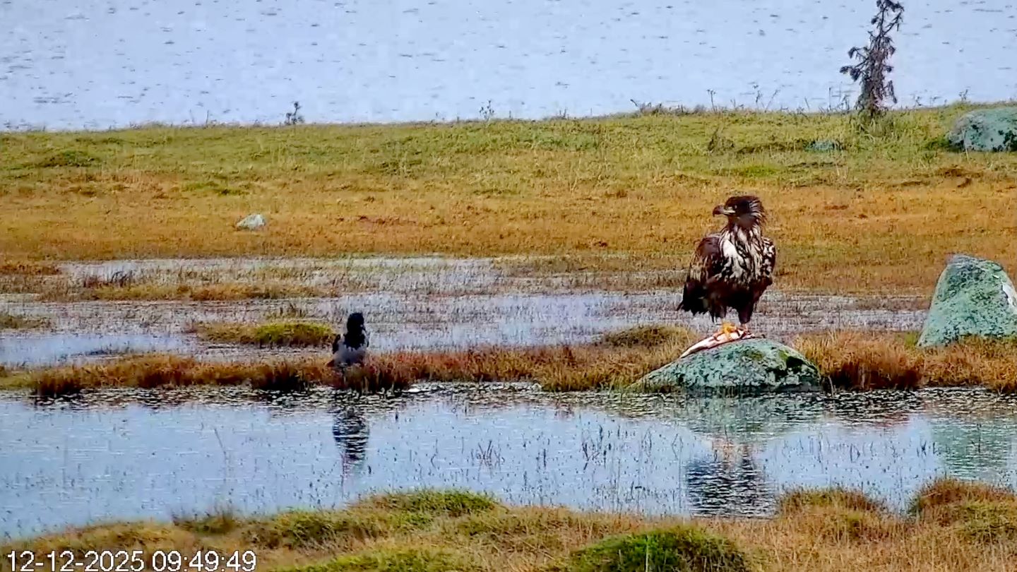 Merikotkas vimmaga ja vares merikotkast jälgimas