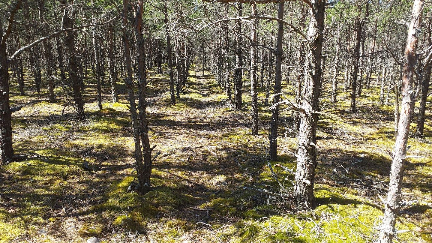 Uudise "RMK taastab Harilaiul kahe hektari ulatuses kõre elupaika" eelvaate pilt