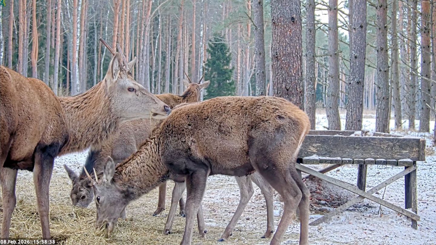 Hhirved päevavalduses söödaplatsil toitu nosimas