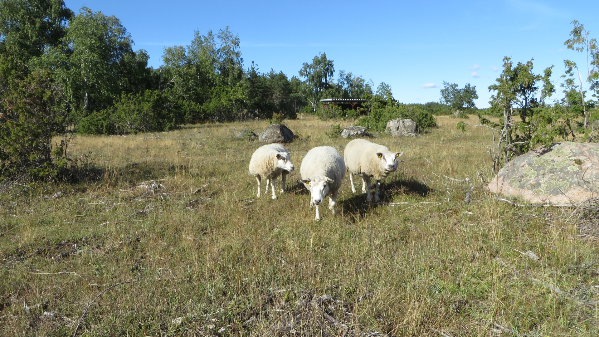 Uudise "RMK otsib rentnikke enam kui 6500 hektarile pärandniitudele " eelvaate pilt