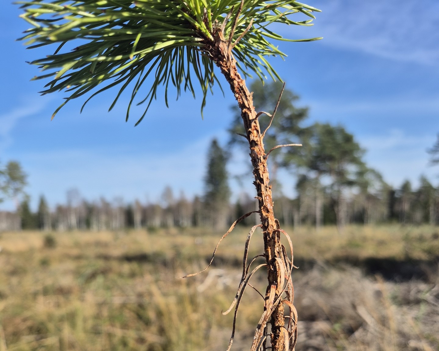 Uudise "Kasulik teadmine: männikärsaka kahjustusi ei vähenda raiesmiku uuendamise edasilükkamine" eelvaate pilt