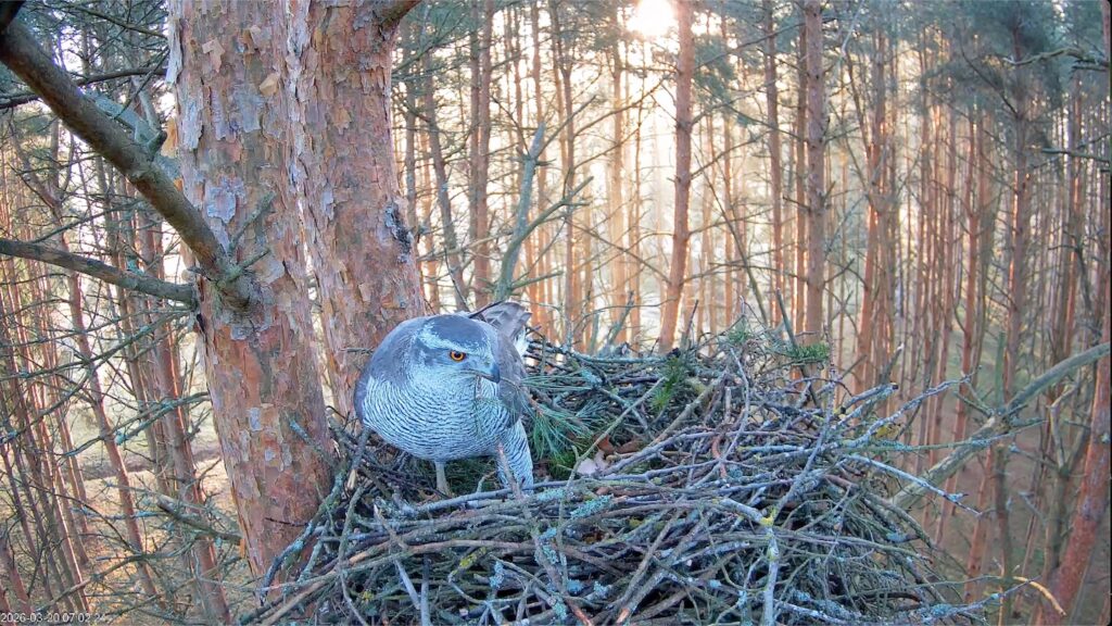 Kanakull Alla värske männioksaga pesas