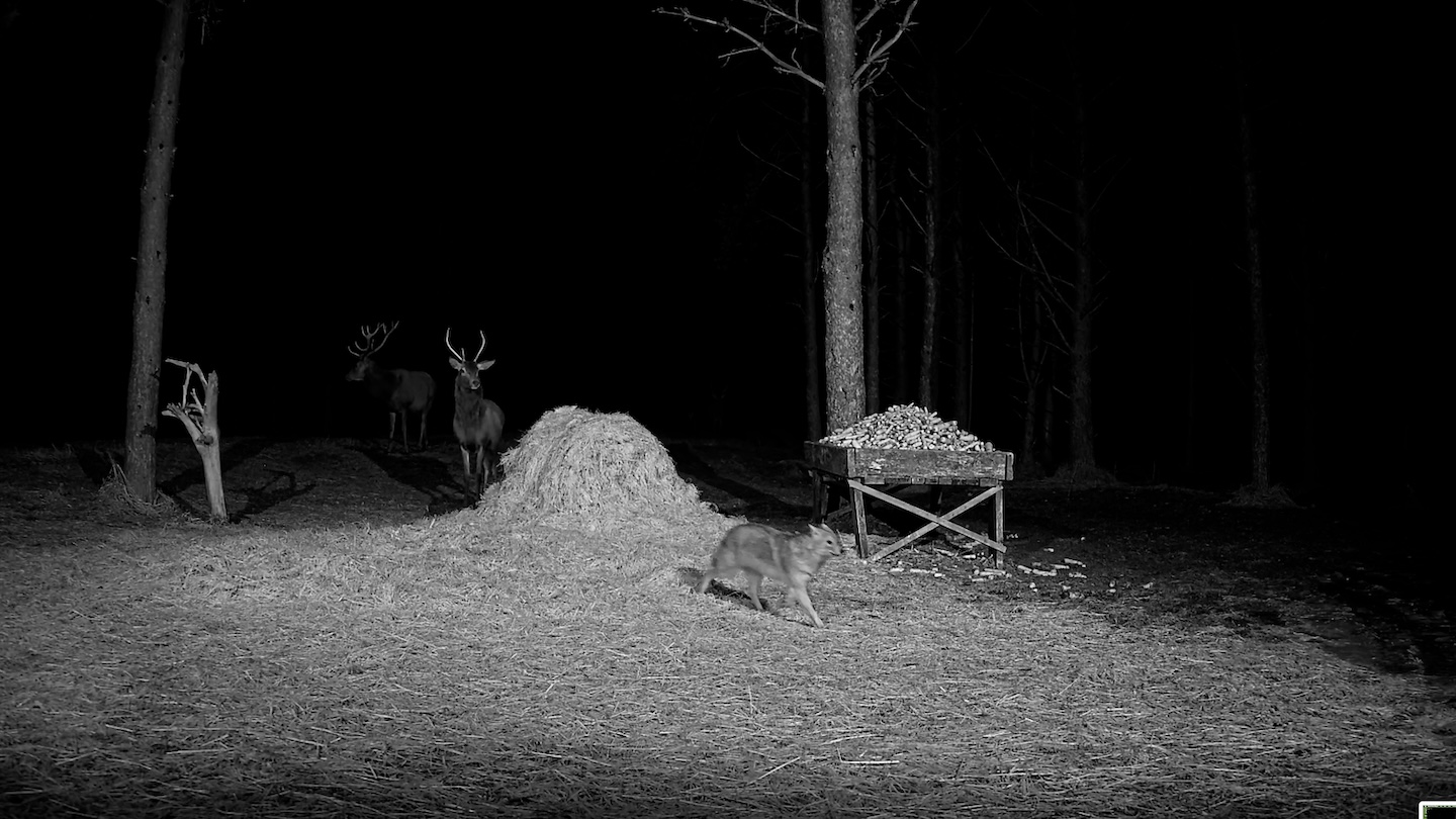 šaakal hirvekaameras.