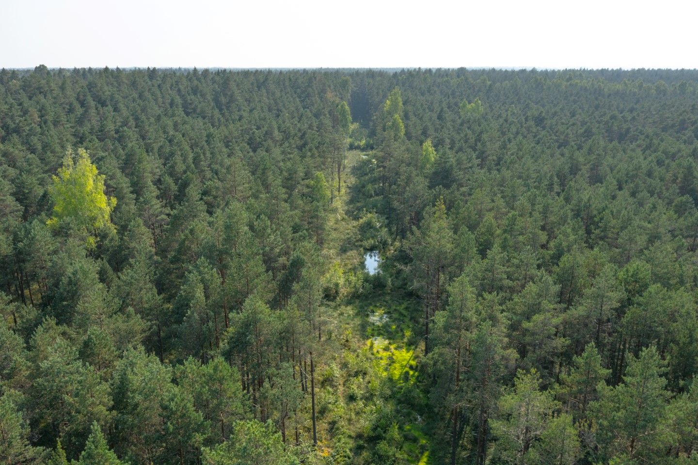 Uudise "Suur aastakokkuvõte: milline oli 2025. aasta RMK looduskaitsetöödes?" eelvaate pilt