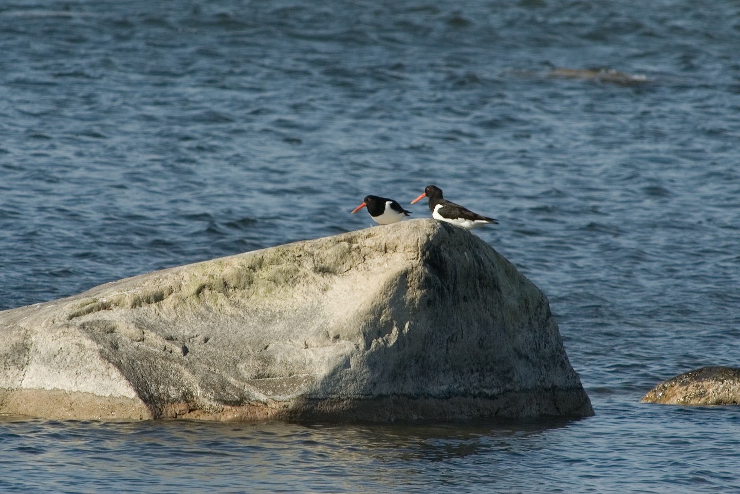Uudise "Mida teha, kui leiad rannalt või metsast surnud linnu?" eelvaate pilt