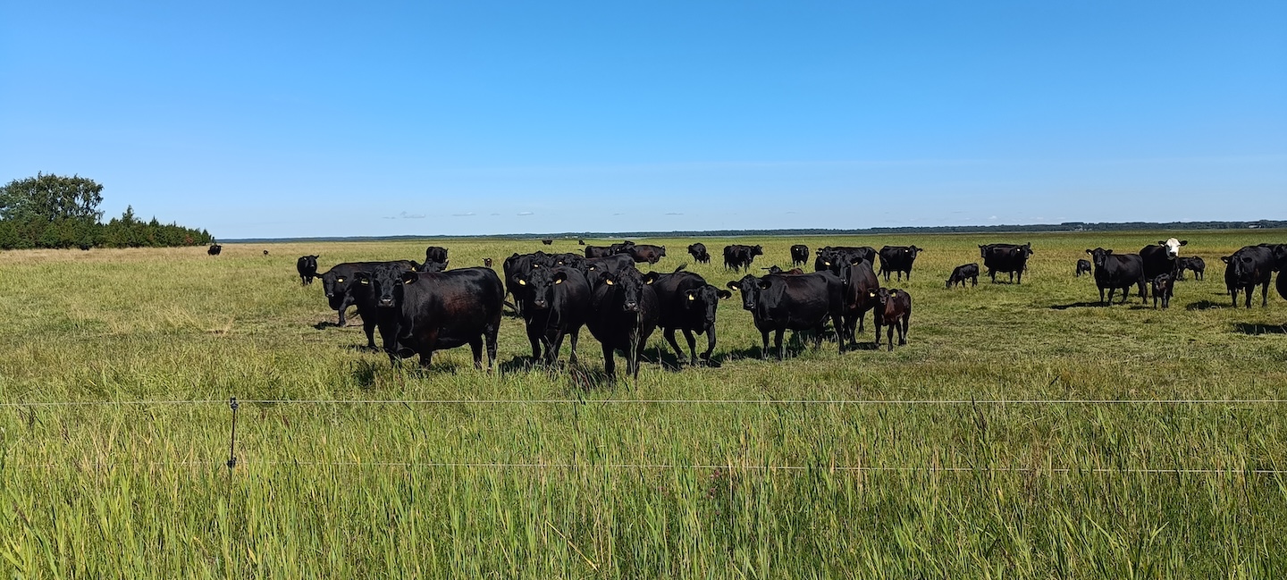 Uudise "RMK taastab 500 hektarit märgi pärandniite üle Eesti " eelvaate pilt