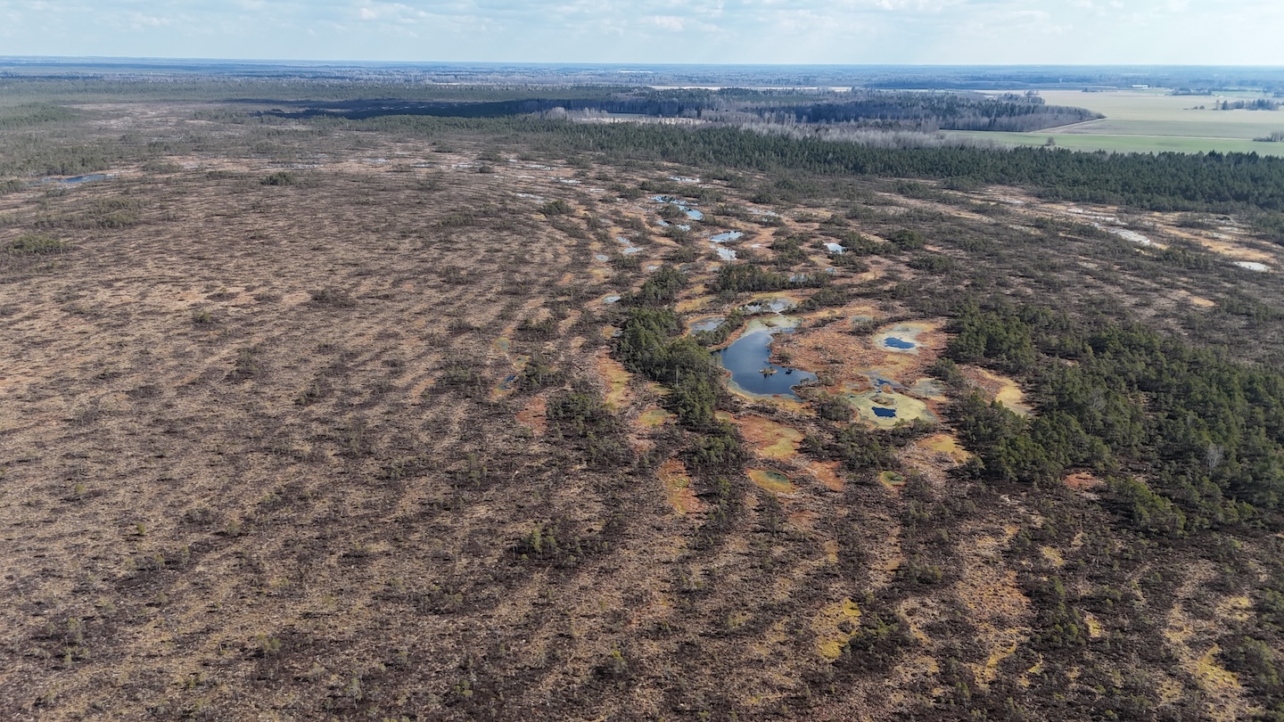 Uudise "Piiumetsa maastikukaitseala märgalad vajavad tervendamist " eelvaate pilt