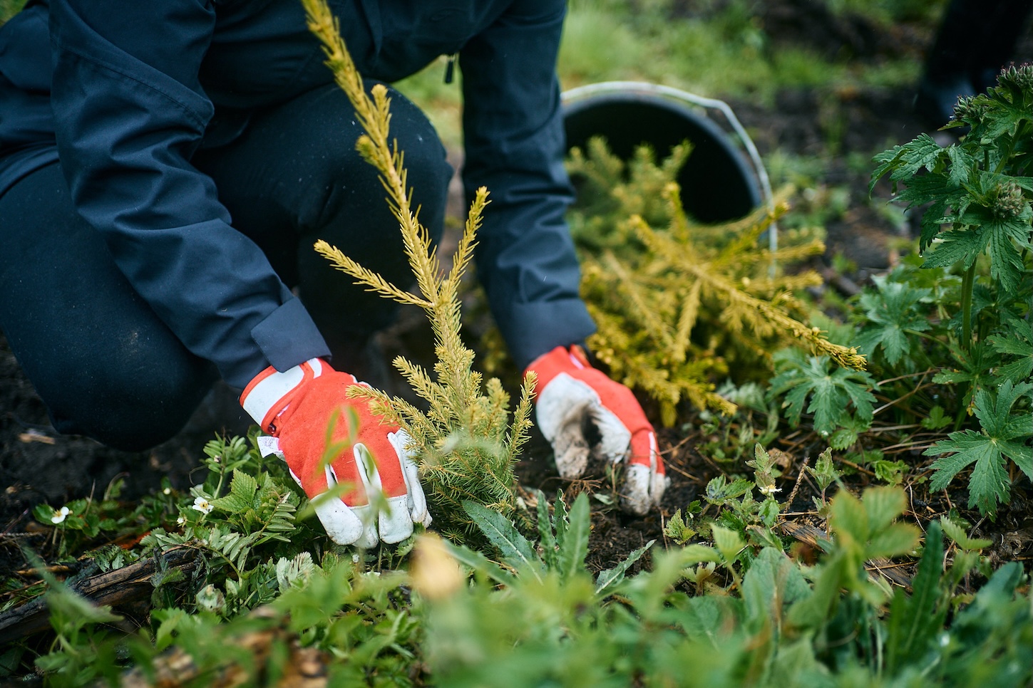 Uudise "Riigimets uueneb: RMK paneb tänavu erilist rõhku uusmetsastamisele  " eelvaate pilt