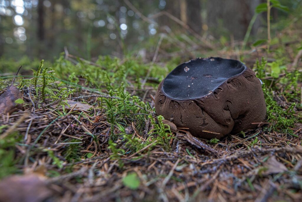 Aastaseen limatünnik, autor Jaak Neljandik