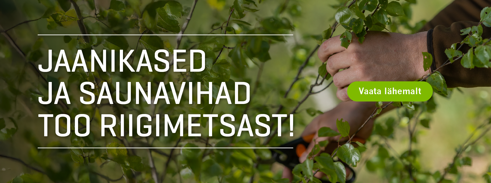 Jaanikased ja saunavihad riigimetsast!