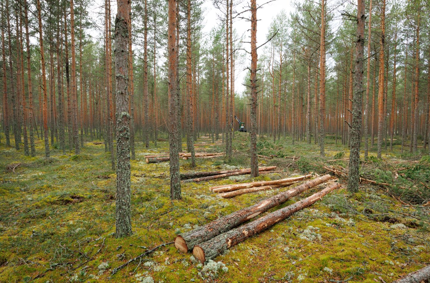 Uudise "RMK avas rakendusuuringute taotlusvooru" eelvaate pilt