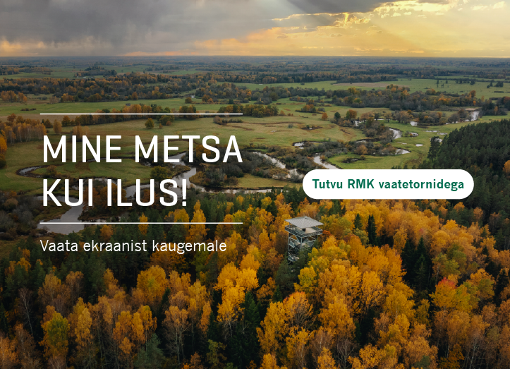 Mine metsa kui ilus