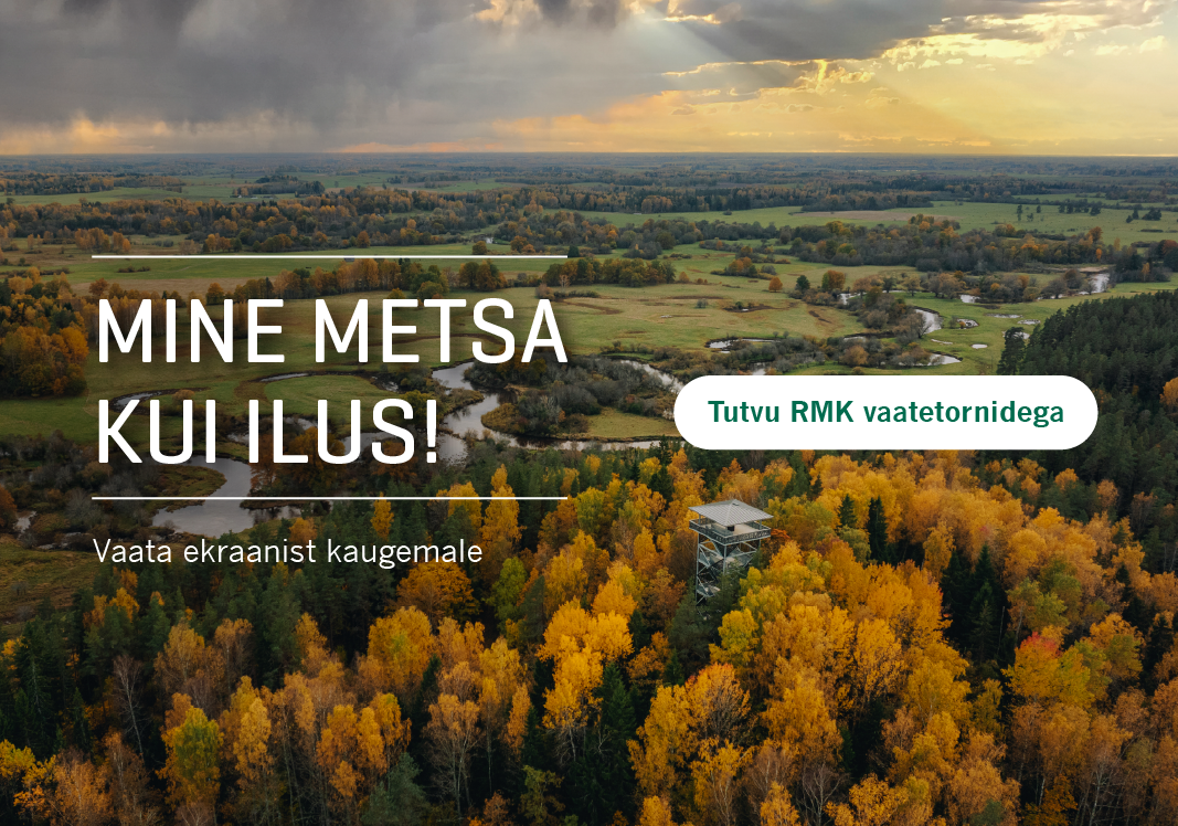 Mine metsa kui ilus